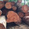 Tủ bếp gỗ xoan đào- Gỗ Xoan Đào Vietkit Home