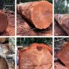 Tủ bếp gỗ xoan đào- Gỗ Xoan Đào Vietkit Home